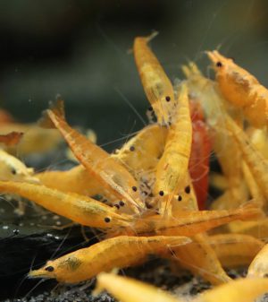 Neocaridina Davidi - Orange