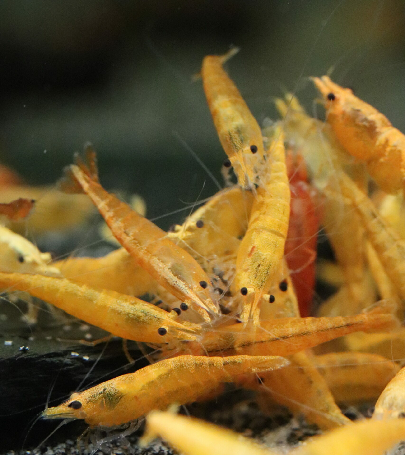Neocaridina Davidi - Orange