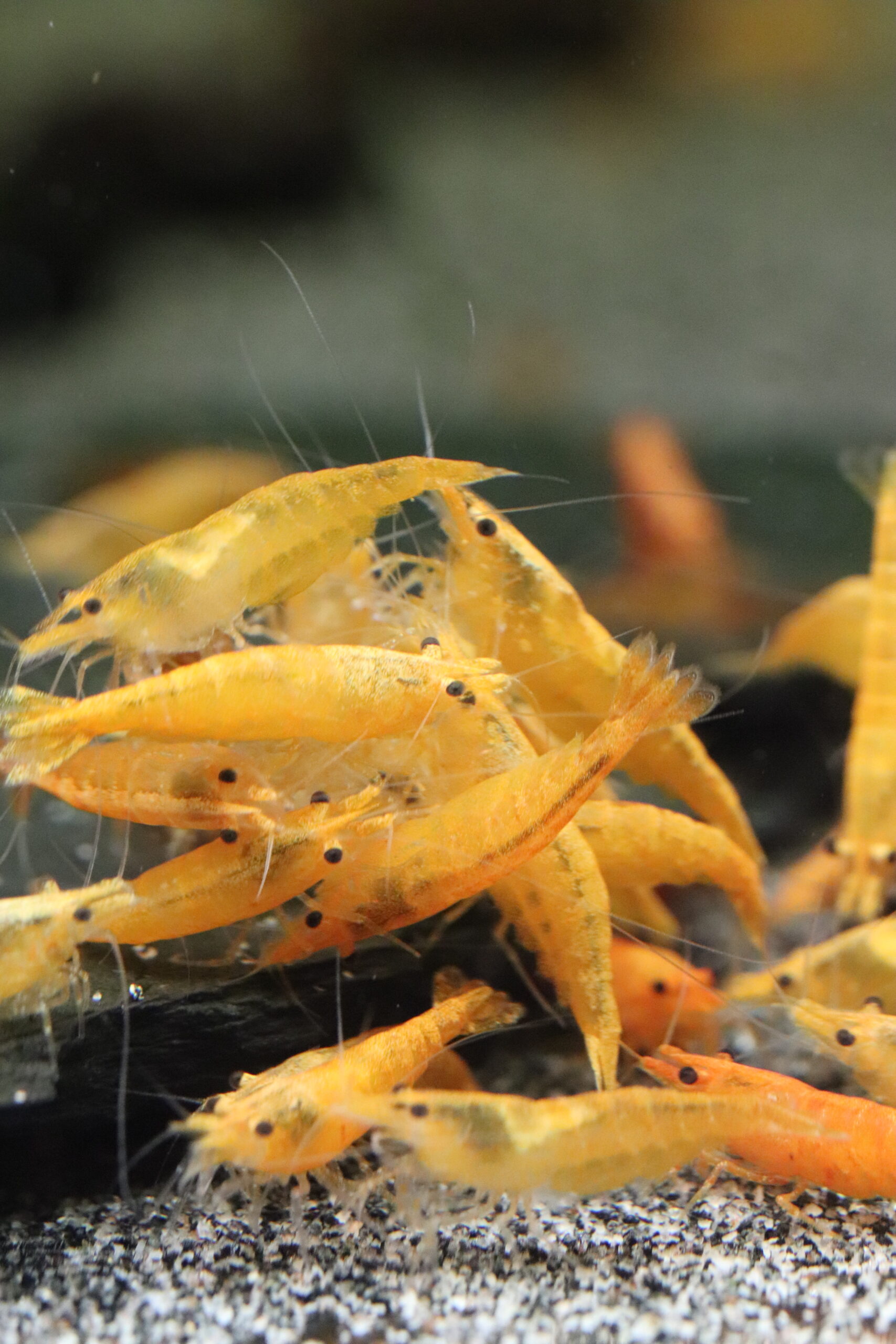 Neocaridina Davidi - Orange – Image 3