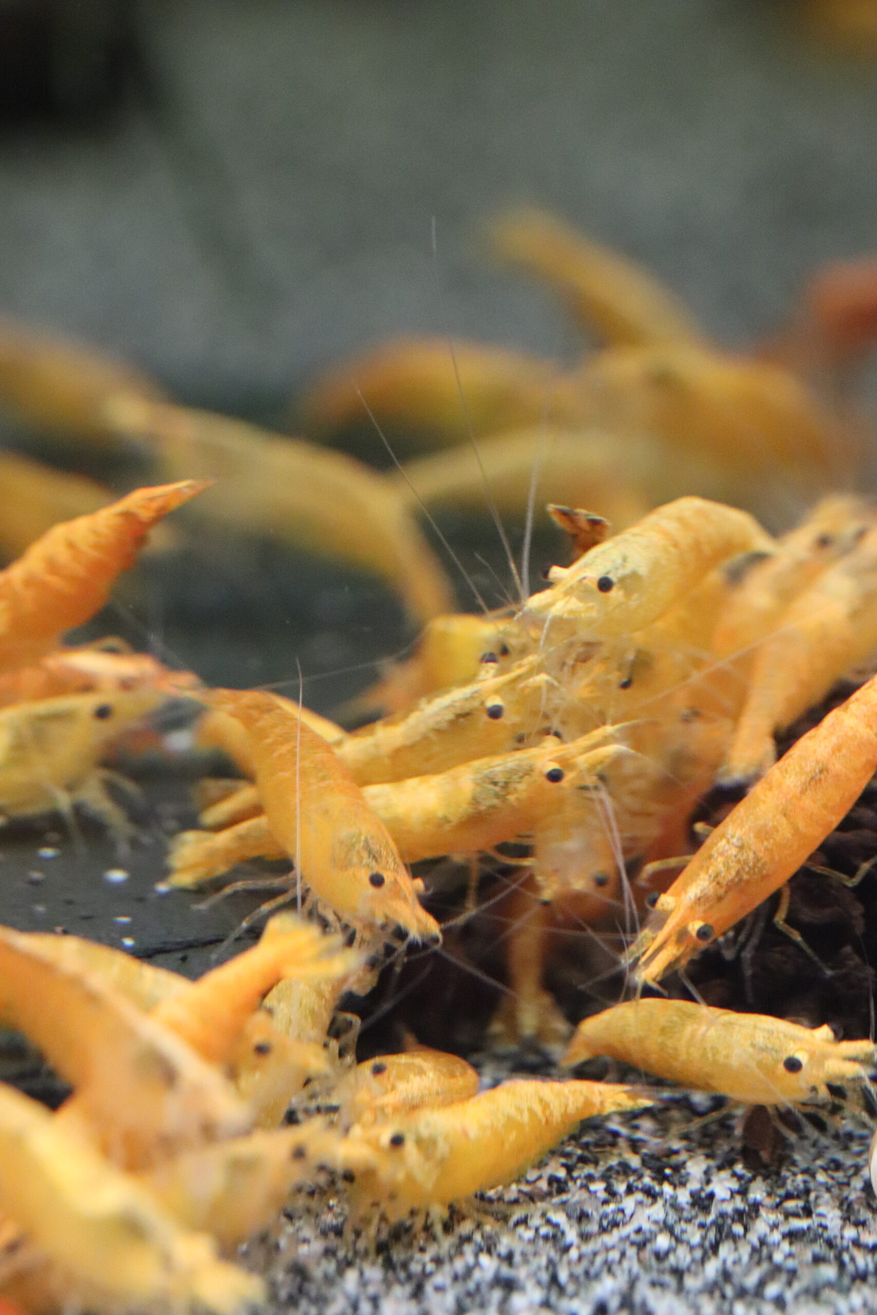 Neocaridina Davidi - Orange – Image 2