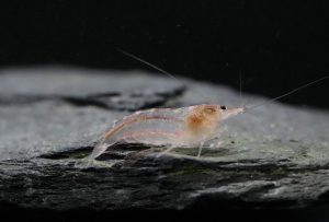 Amano - Caridina Typus (M)