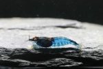 Neocaridina Davidi - Blue Dream OE