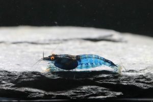 Neocaridina Davidi - Blue Dream OE