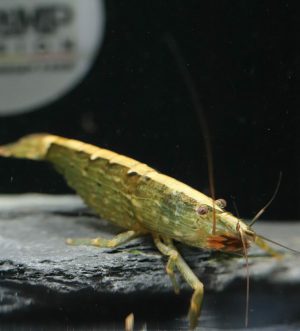 Crevette Bambou - Atyopsis Moluccensis