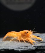 CPO - Ecrevisse Naine Orange