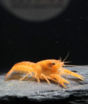 CPO - Ecrevisse Naine Orange