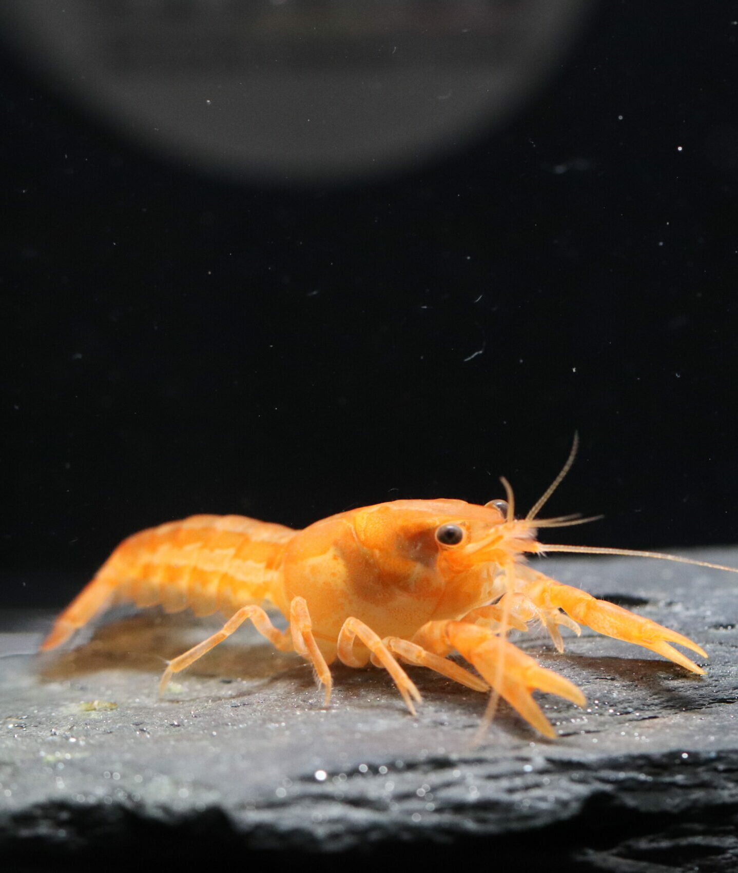 CPO - Ecrevisse Naine Orange