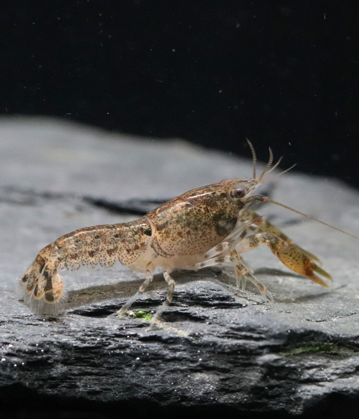 Ecrevisse Naine - Cambarellus Shufeldtii – Image 2