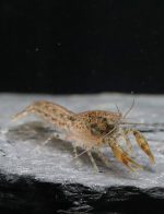 Ecrevisse Naine - Cambarellus Shufeldtii