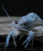 Procambarus Alleni Blue - Taille Mixte