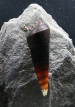 Faunus Bicolor (M 3-4cm)