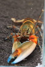 CHERAX PECKNYI BLUE CLAW (L 8-10cm)