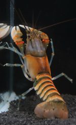 CHERAX PECKNYI  (L 8-10cm)