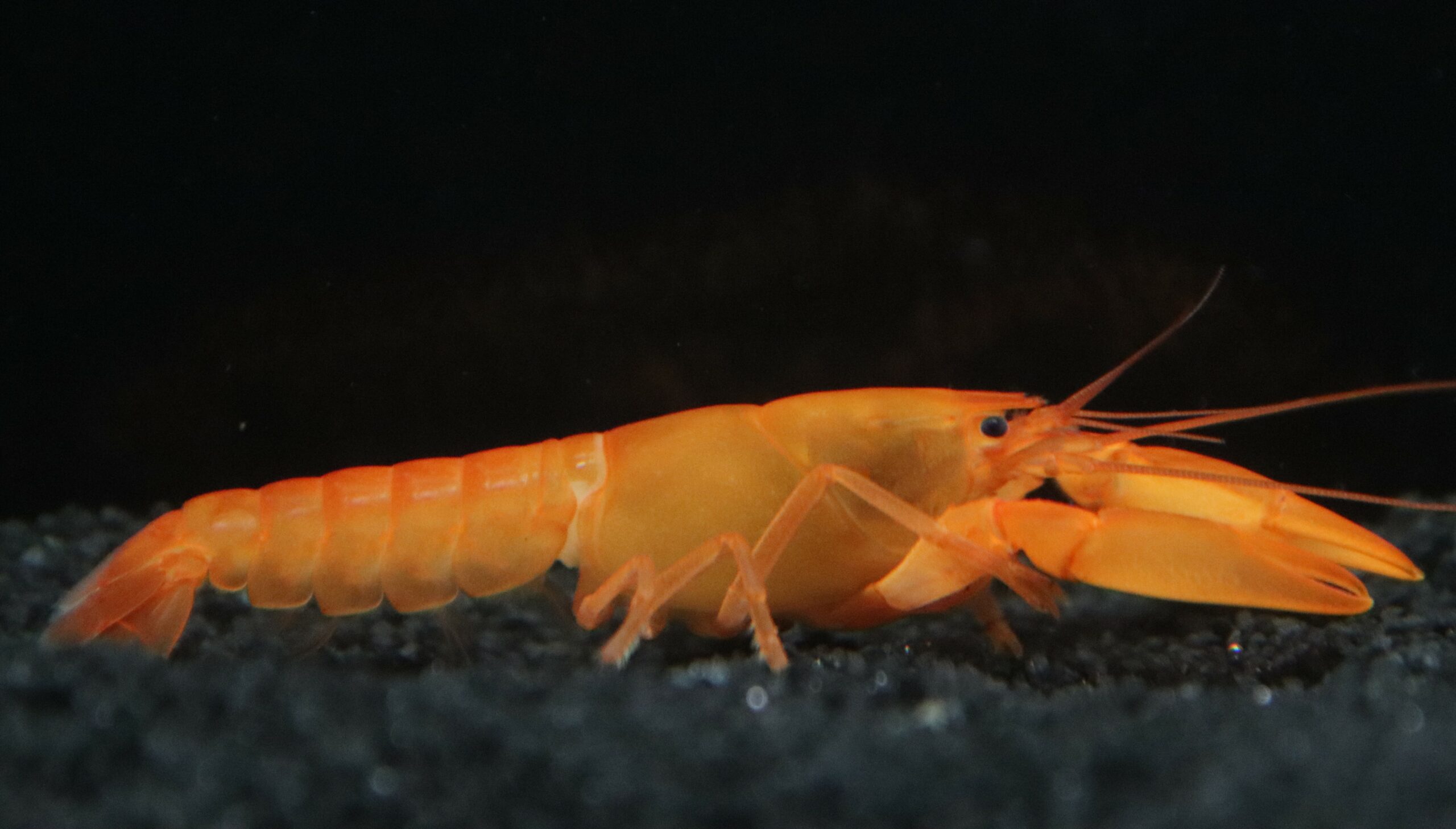 CHERAX ORANGE (M 5-7cm) – Image 2