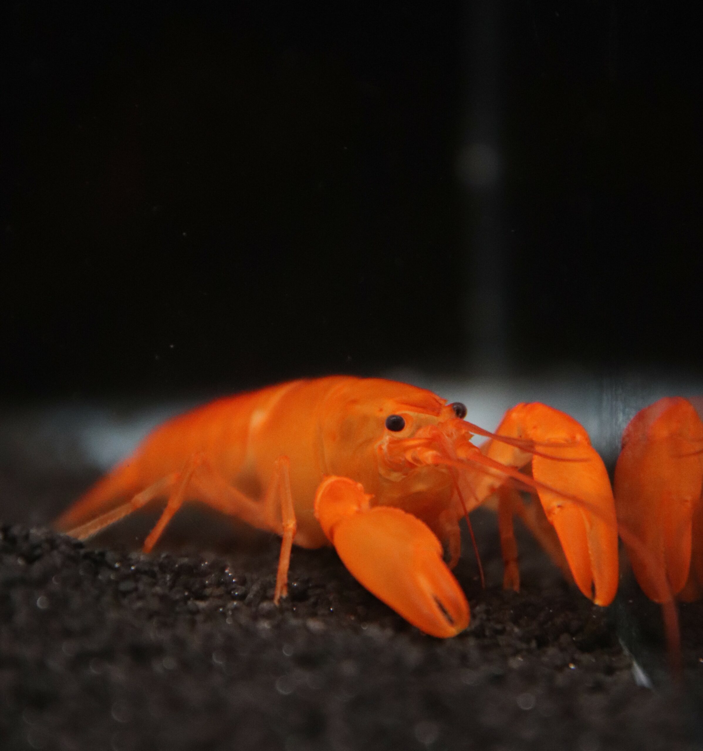 CHERAX ORANGE (M 5-7cm)