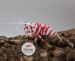 3D Deluxe - Red Fancy Tiger