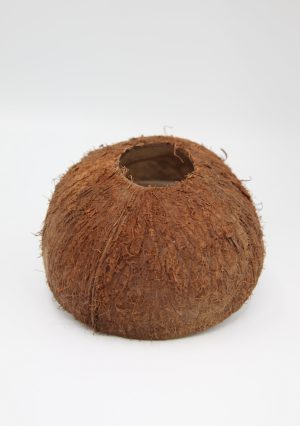 Demis Noix De Coco Avec Trou Au Dessus