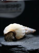 BROTIA HERCULEA WHITE (L 4-6cm)