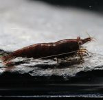 Neocaridina Davidi - Chocolat