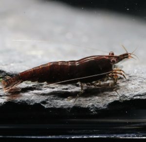 Neocaridina Davidi - Chocolat