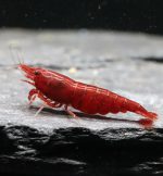 Neocaridina Davidi - Bloody Mary Red