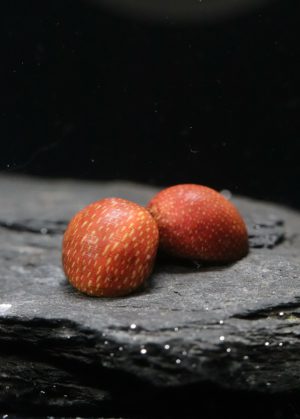 Clithon Sowerbyana Pink Lady (Taille S)