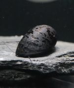 Neritina Pulligera (Taille M-L)