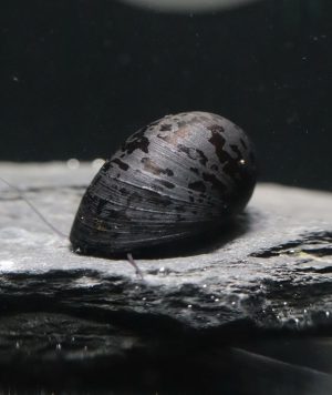 Neritina Pulligera (Taille M-L)