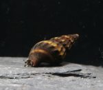 Escargot Mangeur D'Escargot - Clea Helena