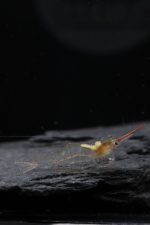 Caridina Gracilirostris - Crevette Pinocchio