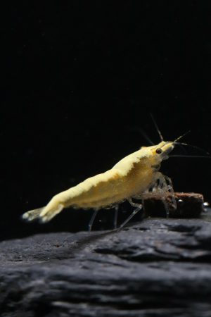 Neocaridina Davidi - Yellow Fire