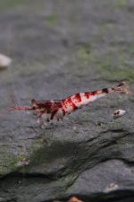 Sulawesi - Snow Zebra