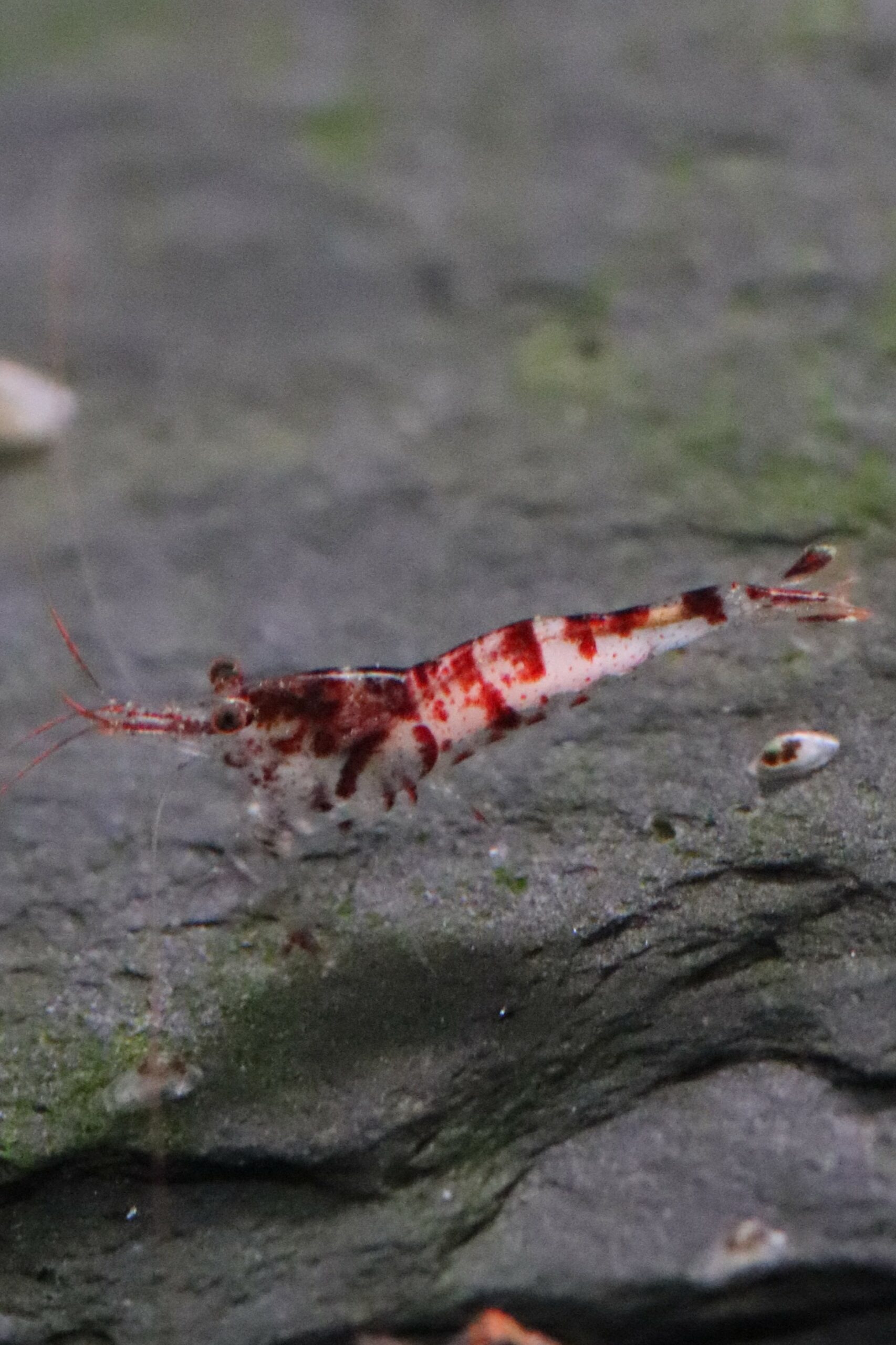 Sulawesi - Snow Zebra