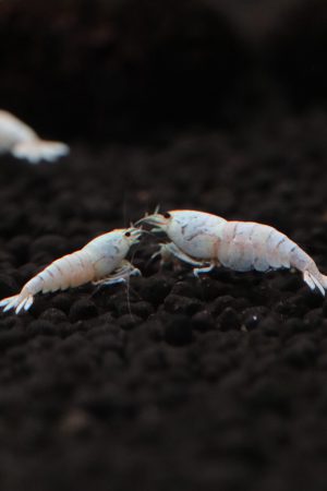 Snow White (Grade SS-SSS)