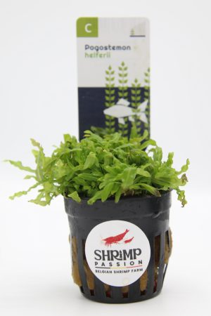 Pogostemon Helferi - En Pot 5cm