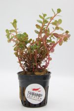 Rotala Rotundifolia Singapore Blood Red - En Pot 5cm