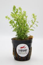 Rotala Bossii/Boshi - En Pot 5cm