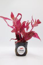 Ludwigia Super Red - En Pot 5cm