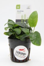 Anubias Nana - En Pot 5cm