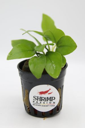 Anubias Nana Gold - En Pot 5cm