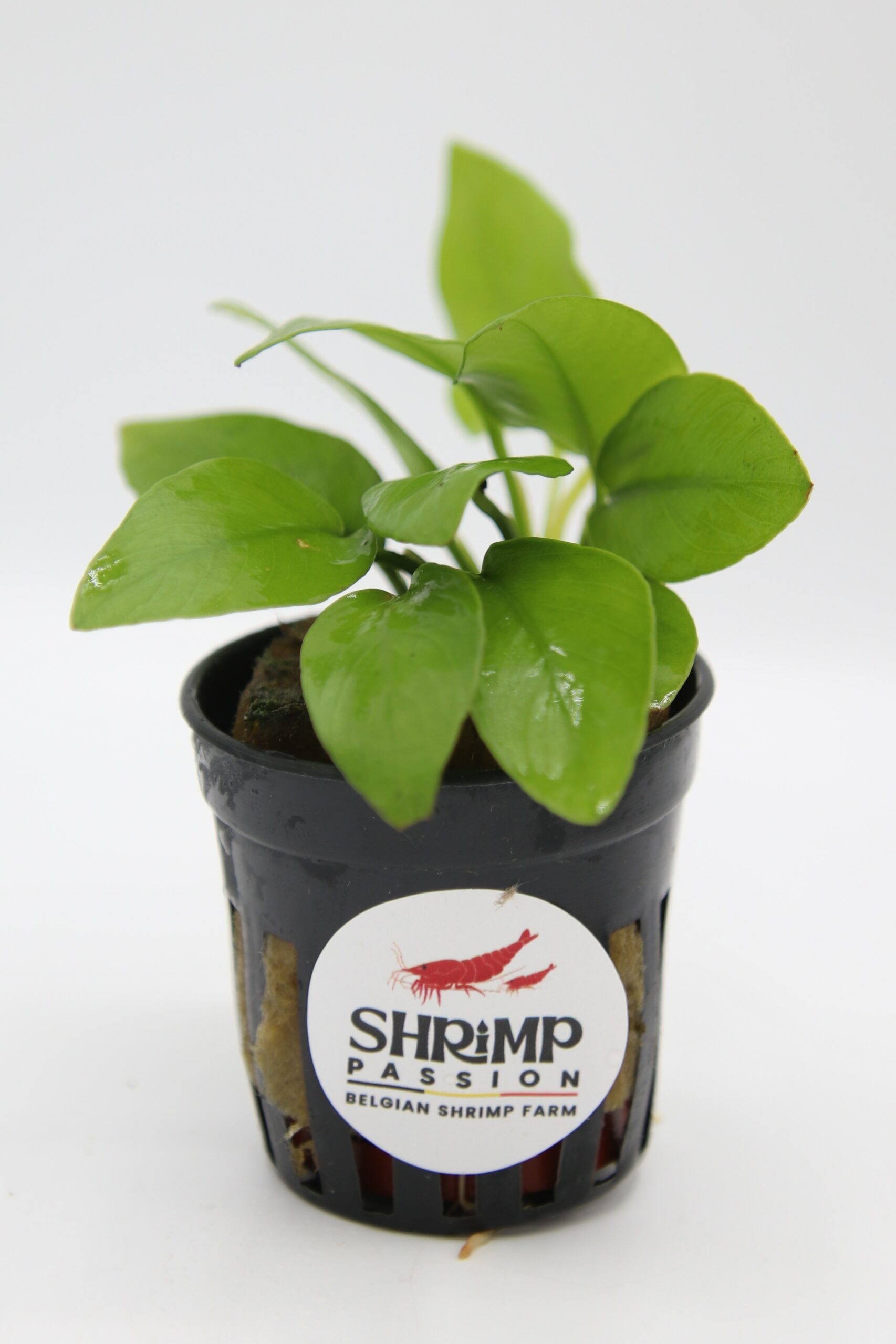 Anubias Nana Gold - En Pot 5cm