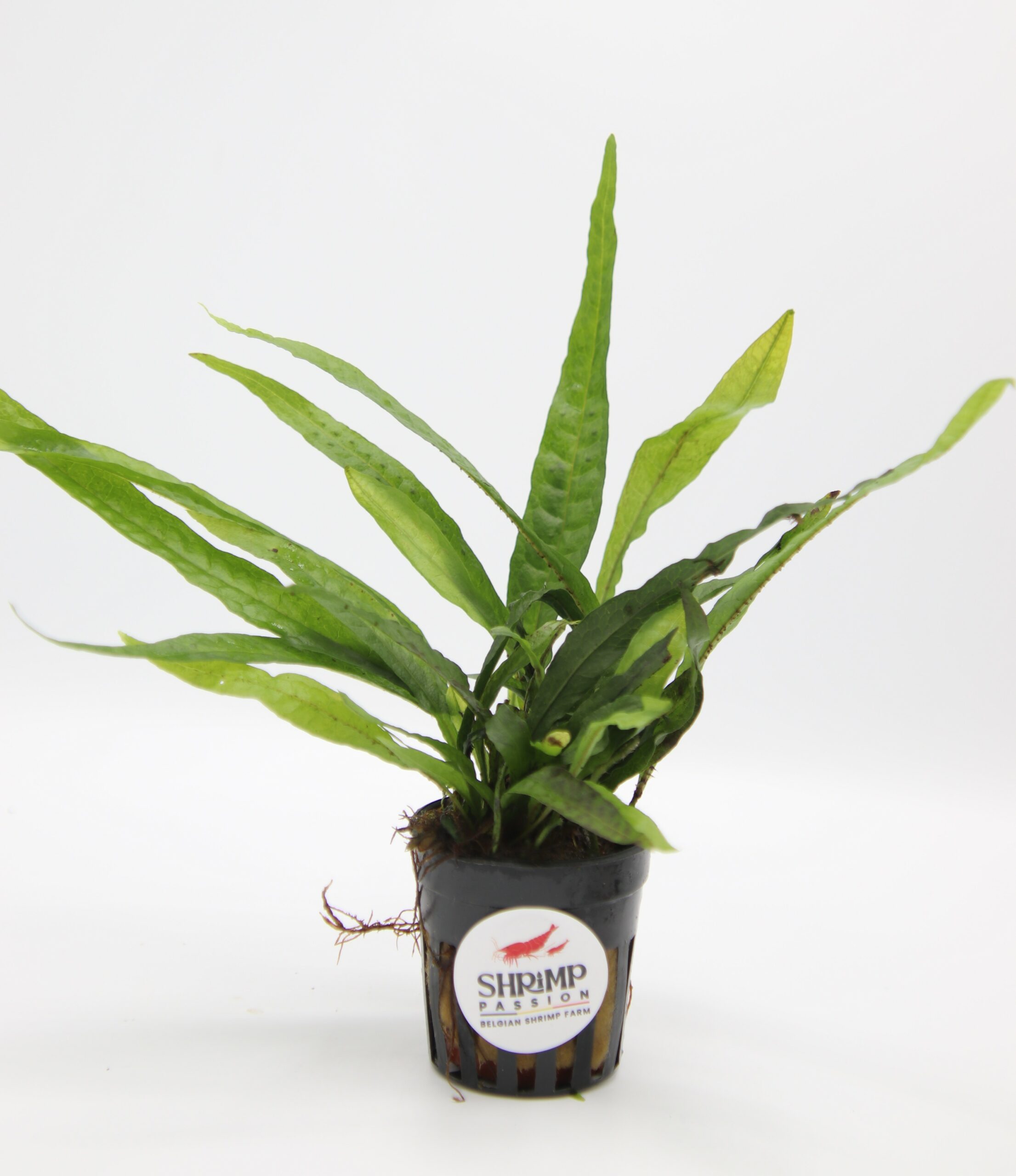 Microsorium Pteropus - En Pot 5cm