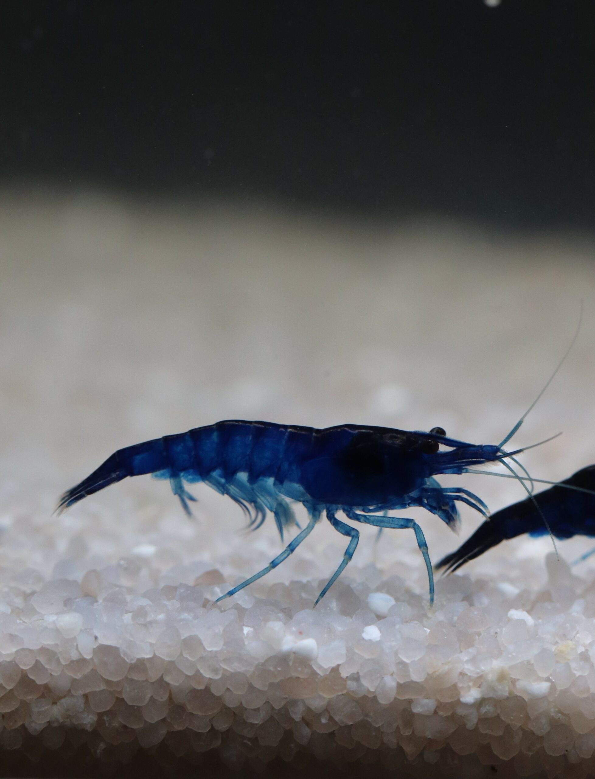 Neocaridina Davidi - Blue Saphire – Image 2