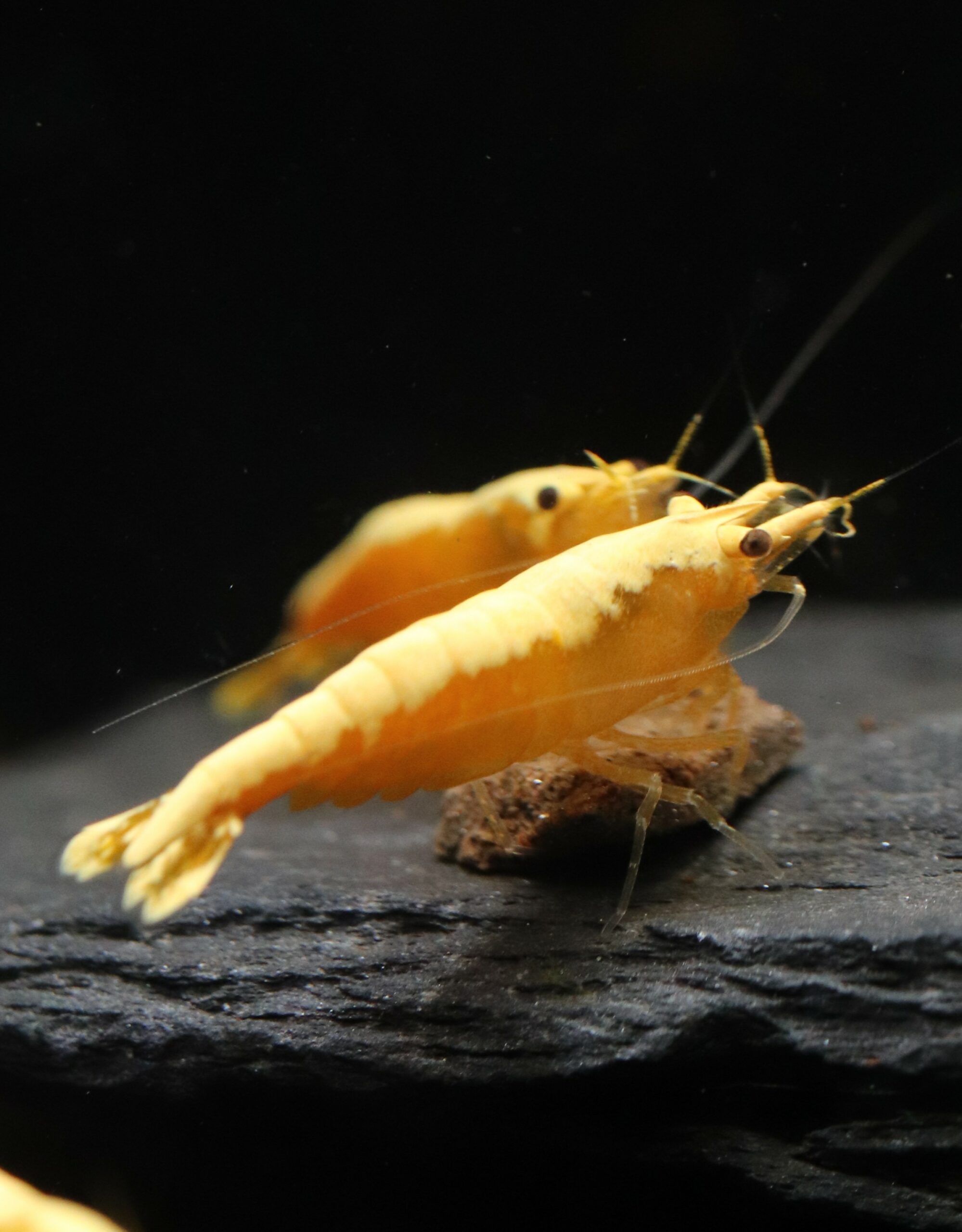 Neocaridina Davidi - Sunkist Gold Powder