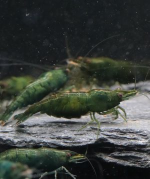 Neocaridina Davidi - Green Jade