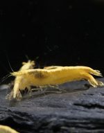 Neocaridina Davidi - Yellow OE