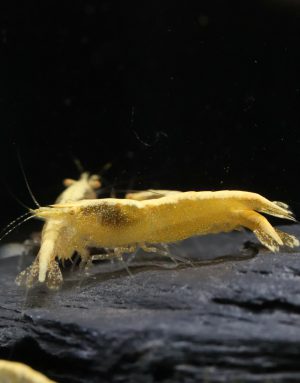 Neocaridina Davidi - Yellow OE