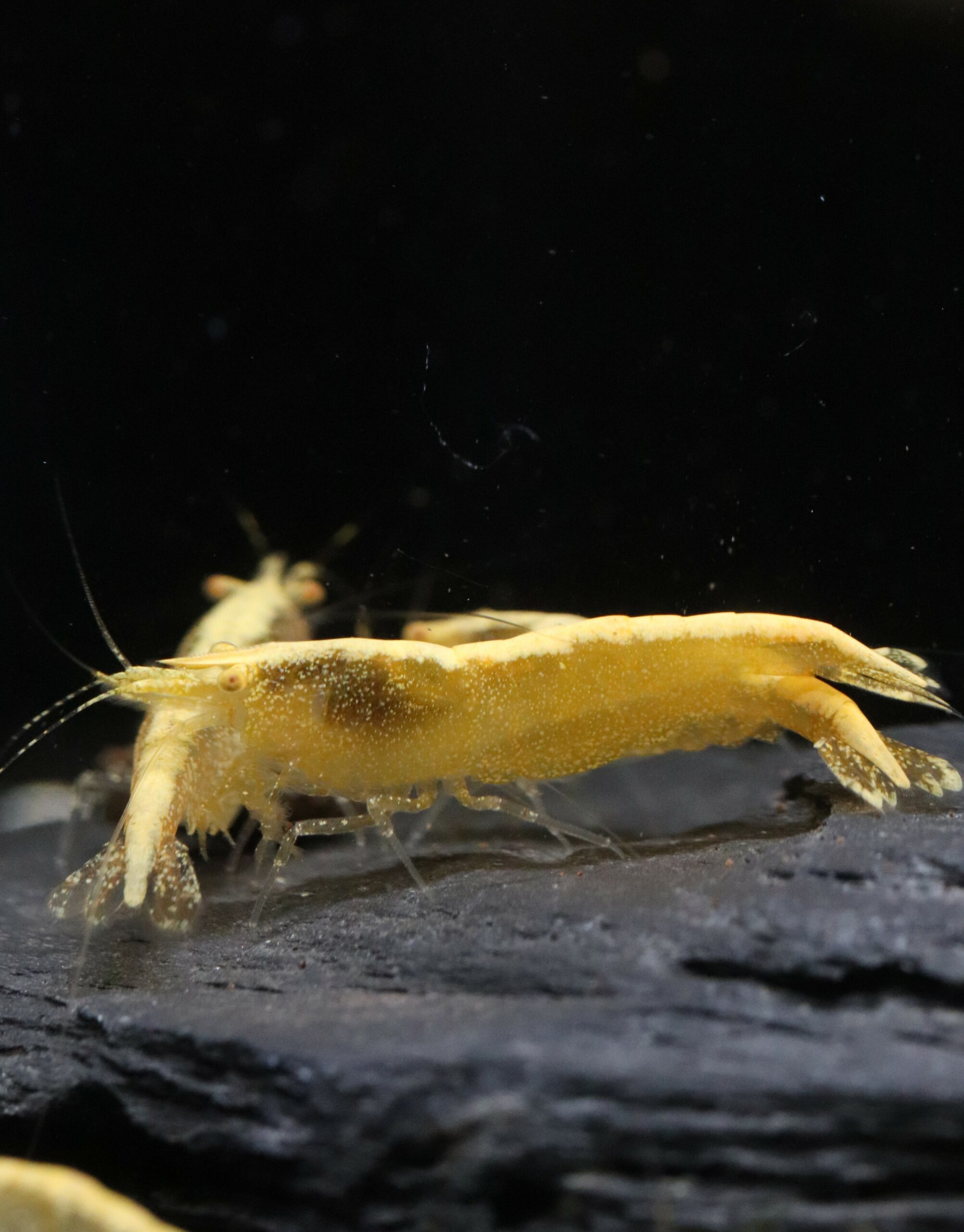 Neocaridina Davidi - Yellow OE