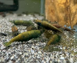 Neocaridina Davidi - Hulk Orange