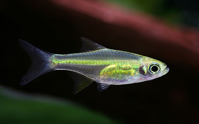 Rasbora Émeraude - Microdevario Kubotai (S) – Image 2